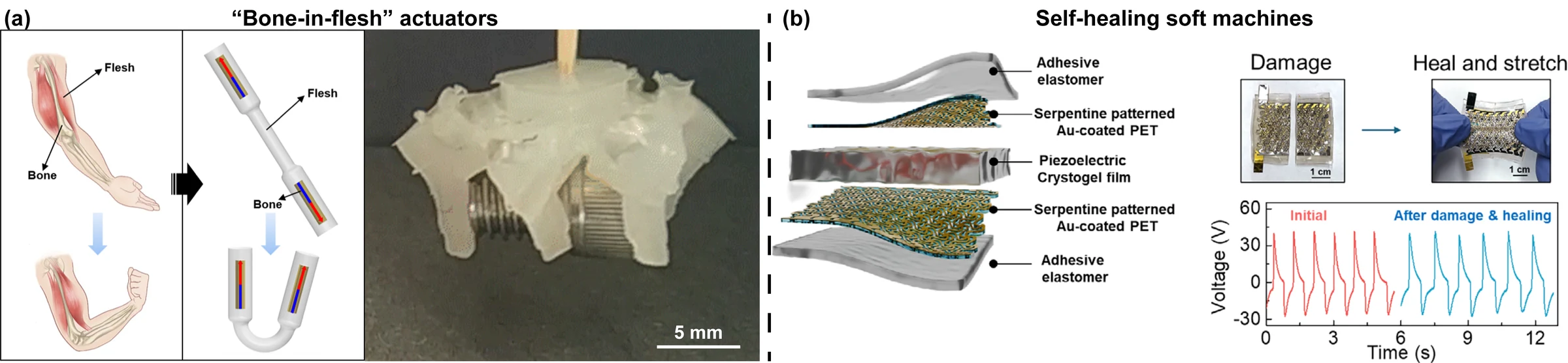 Bone-in-flesh magnetic soft actuators on the left and self-healing piezoelectric soft machines on the right.